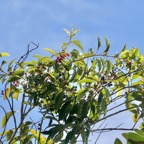 Agarista salicifolia.bois de rempart.ericaceae.indigène Réunion..jpeg